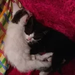 Два котенка-малыша ищут дом!!!