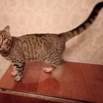 Ласковый котенок-подросток Гера ищет дом!