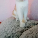 Солнечный Рыжик ищет заботливые ручки!!!