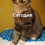 Котенок-счастливчик ищет дом!!!