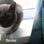 Кошка Веста в нежные и добрые руки!!!!