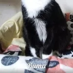 Кошечка Вита хочет ДОМОЙ!