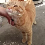 Славный рыжий котик очень хочет найти любящих хозяев!!!!