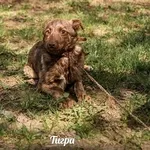 Милашка Тигра в самые добрые руки!!!