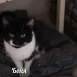 Кошечка Боня в поисках дома!!!