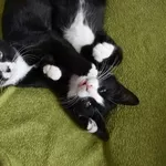 Очаровательные котята-двойняшуи ищут дом!!!