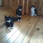 Замечательная семья черно-белых котеек!