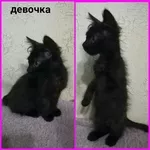 Срочно ищут дом ласковые котятки!