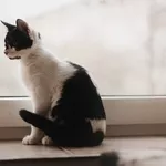 Очаровательные котята ищут дом!
