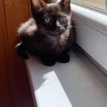 Черненький котенок в поисках любящей семьи!