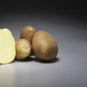 Немецкий семенной картофель