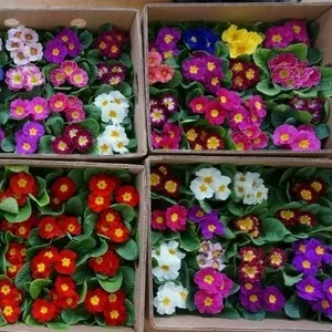 Цветы тюльпаны,  примулы,  гвоздики к праздникам 14 февраля и 8 марта