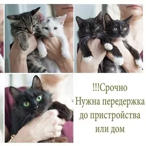 Кошки и котята в добрые руки!!!