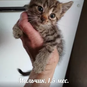 Котенок ищет любящие ручки!!!!