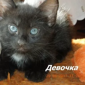 Ищут дом славные котята!!!!