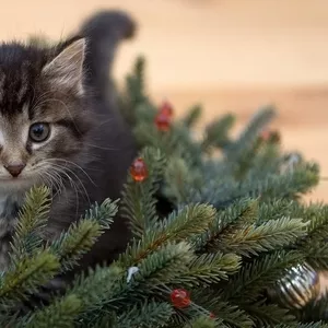 Отдается в самые добрые ручки котенок-девочка ЭЛИС.