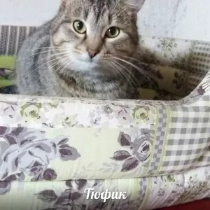 Котенок Тюфик ищет дом и заботливых родителей!