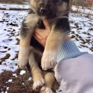 Славные девочки ищут заботливых хозяев!