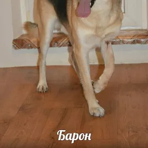 Замечательный пес Барон ищет надежного и любящего хозяина!