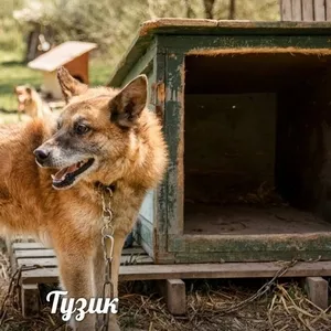 Настоящий охранник Тузик ищет ДОМ! 