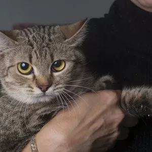 Кошка Пелагея ищет дом и любящую семью!