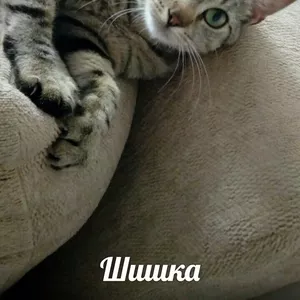 Кошечка Шишка ищет дом!!!