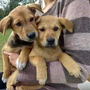 Два сладких щеночка в надежные руки!!!!!