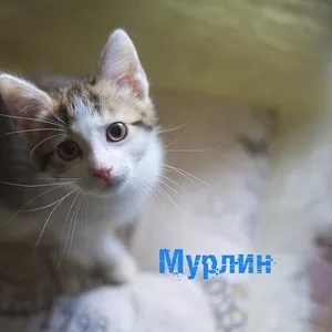 Малышка Мурлин ищет дом!