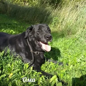 Идеальная собака Ома для семьи с детками ищет дом!