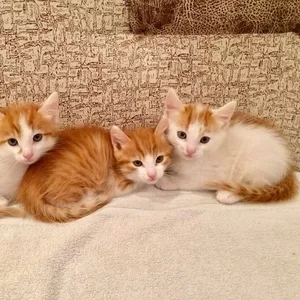Прекрасные котятки в самые заботливые руки!