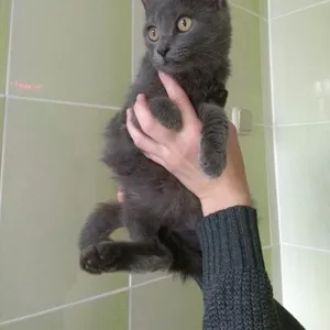 Удивительный котёнок ищет ДОМ! 