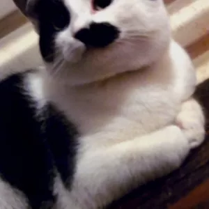 Красавица-кошка  Блэкберри в добрые ручки!!!!