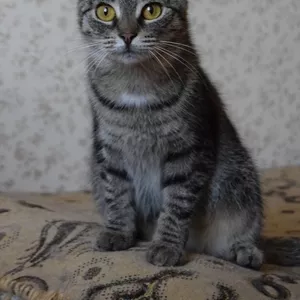 Прекрасная кошка Хаврошечка ищет дом!!!