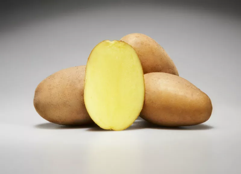 Немецкий семенной картофель 3