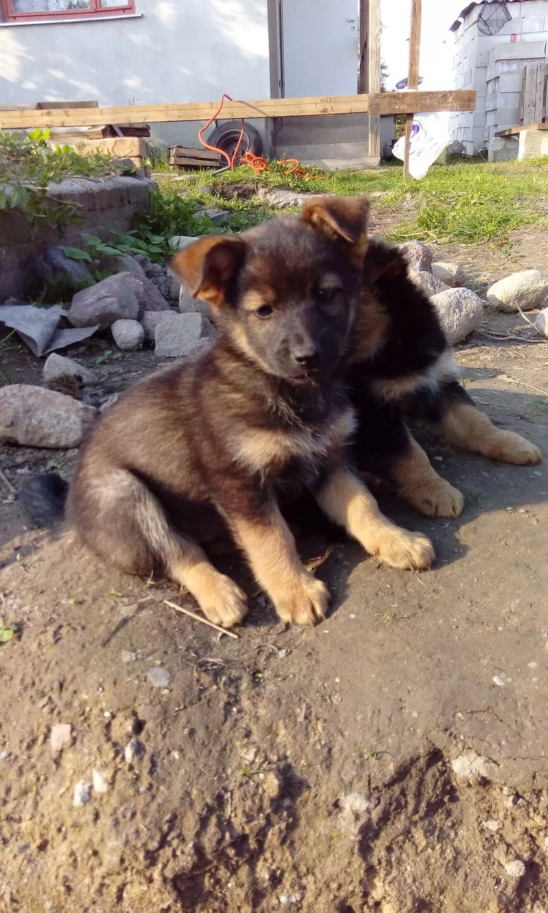 В хорошие руки щенок мальчик