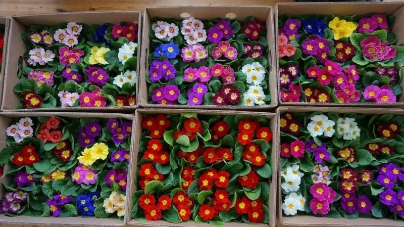 Цветы тюльпаны,  примулы,  гвоздики к праздникам 14 февраля и 8 марта