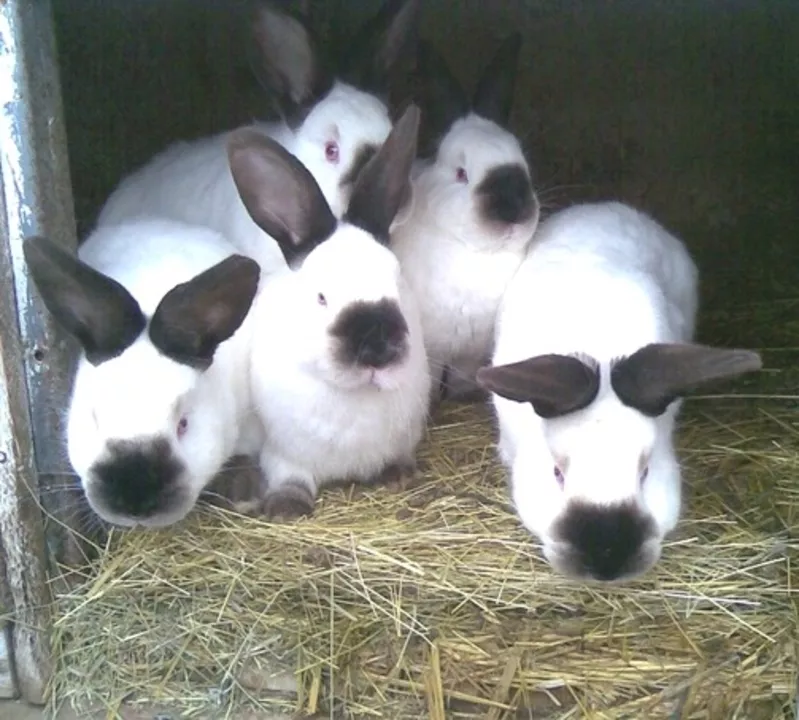 Кролики мясных пород  4