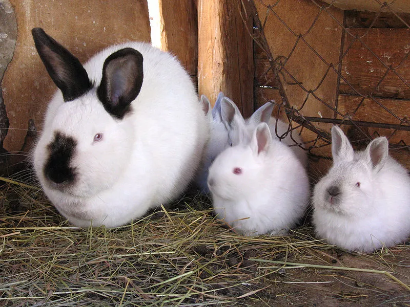  Кролики калифорнийские,  крольчатина