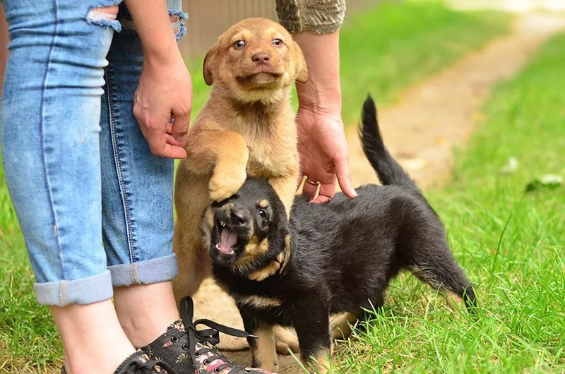 Симпатичные щенки ищут дом и семью!!!