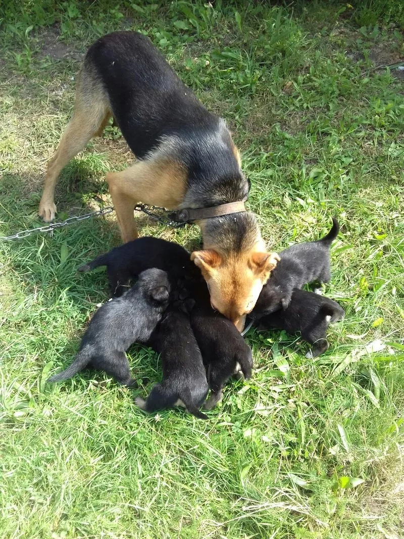 Срочно! Щеночки в поисках добрых ручек!!!