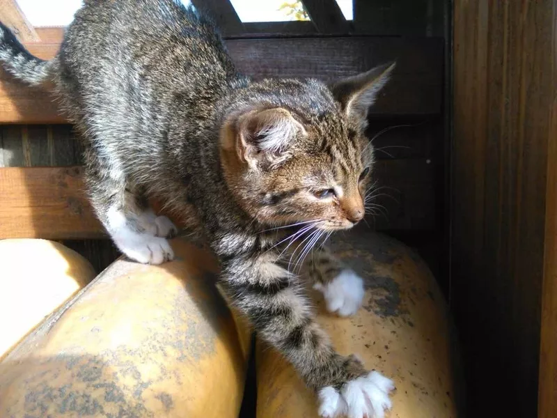 Котята на дачах очень нуждаются в доме или в передержках! 5