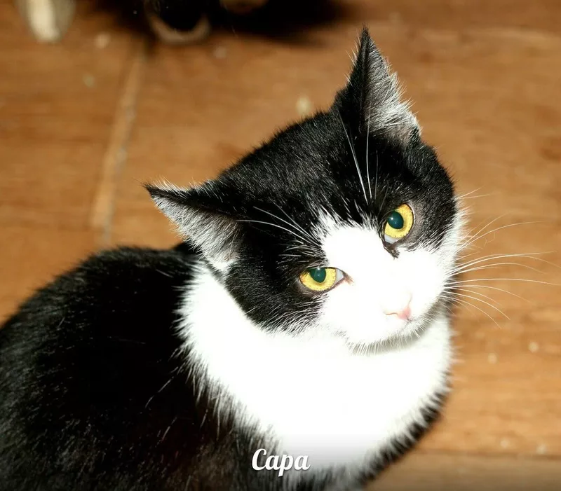 Кошечка Сара ищет ДОМ!