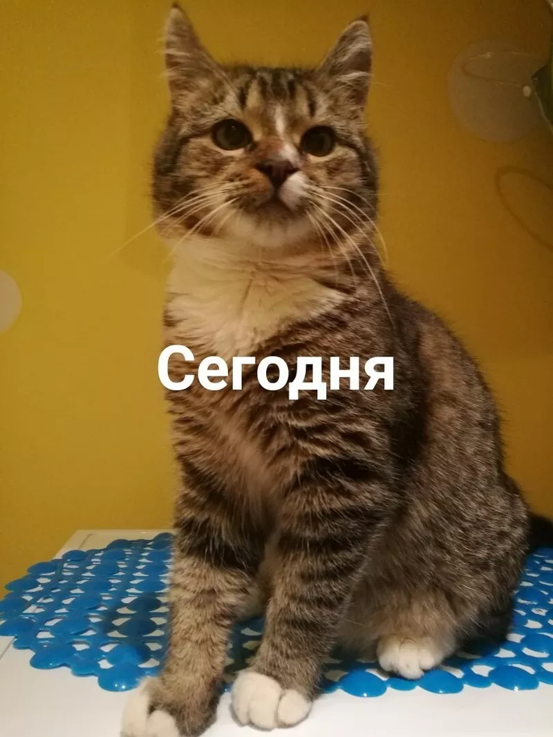 Котенок-счастливчик ищет дом!!!