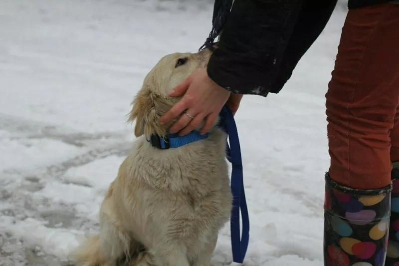 БЕЛОЧКА срочно ищет дом! 3