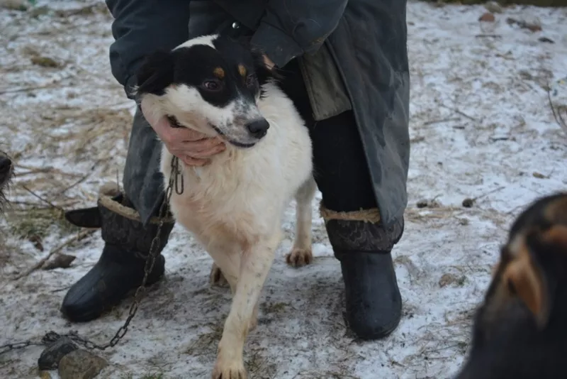 Альпа в поисках любящей семьи! 3