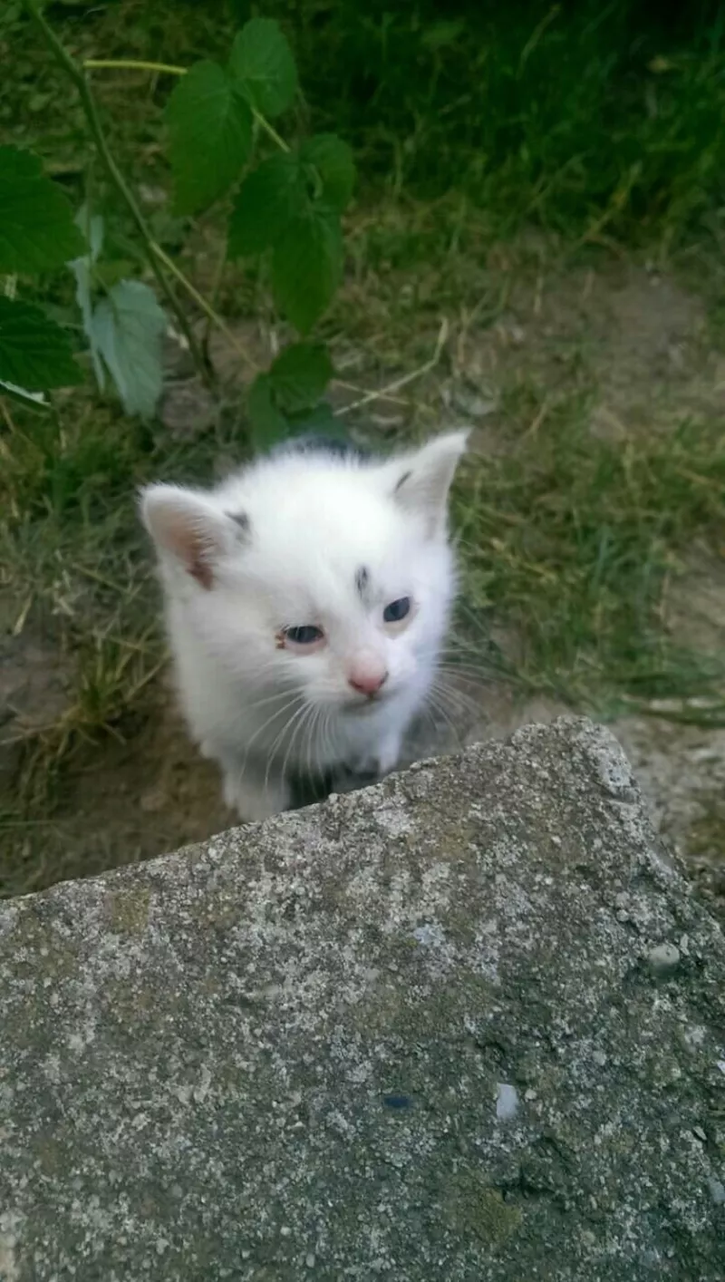 Маленькие котодетки в добрые ручки!