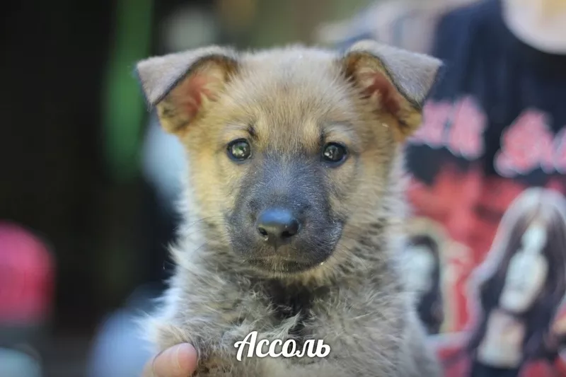 Малышка Ассоль в надежные и заботливые руки!!!