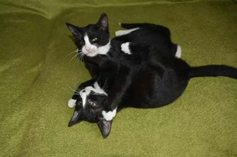 Очаровательные котята-двойняшуи ищут дом!!! 2
