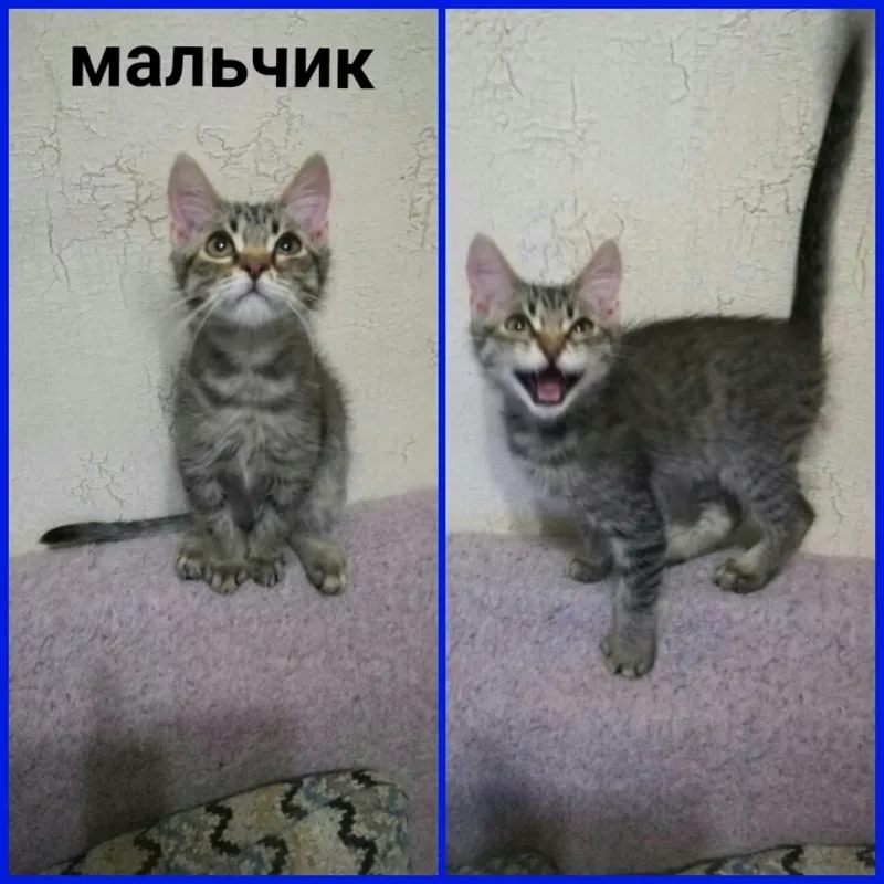 Срочно ищут дом ласковые котятки! 2