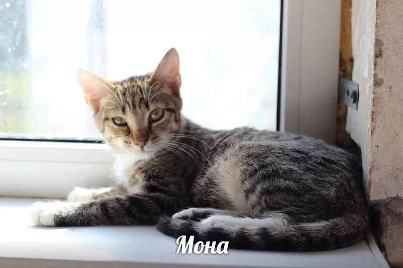 Очаровательная Мона ищет дом!